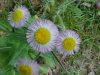 Philadelphia Fleabane (Erigeron philadelphicus)