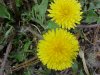 Common Dandelion (Taraxacum officinale)