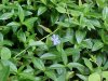 Periwinke; Myrtle (Vinca Minor)