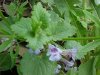 Ground Ivy; Gill-over-the-ground;  Creeping Charlie (Glechoma  hederacea)