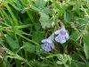 Ground Ivy; Gill-over-the-ground;  Creeping Charlie (Glechoma  hederacea)