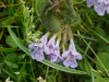Ground Ivy; Gill-over-the-ground;  Creeping Charlie (Glechoma  hederacea)
