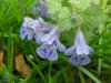 Ground Ivy; Gill-over-the-ground;  Creeping Charlie (Glechoma  hederacea)