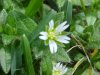 Mouse-ear Chickweed (Cerastium fontanum)