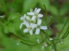 Garlic Mustard (Alliaria petiolata)