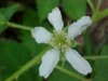 Allegheny Blackberry  (Rubus allegheniensis porter agg)