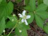 Allegheny Blackberry (Rubus allegheniensis porter agg)
