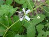 Allegheny Blackberry  (Rubus allegheniensis porter agg)