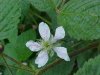 Allegheny Blackberry (Rubus allegheniensis porter agg)