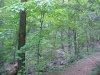 Woodland scenes around LDEO, Columbia Univ., Palisades, N.Y., USA