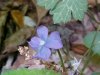 Common Blue Violet (Viola sororia)