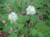 Red Baneberry (Actaea rubra)