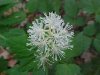 Red Baneberry (Actaea rubra)