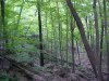 Woodland scenes around LDEO, Columbia Univ., Palisades, N.Y., USA