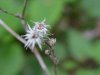 Wildflowers of LDEO, Columbia Univ., Palisades, N.Y., USA