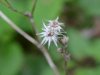Wildflowers of LDEO, Columbia Univ., Palisades, N.Y., USA