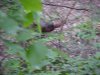 Elusive wild turkeys  of LDEO, Columbia Univ., Palisades, N.Y., USA