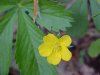 Canadian Dwarf Cinquefoil (Potentilla canadensis)