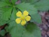 Canadian Dwarf Cinquefoil (Potentilla canadensis)