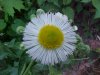 Philadelphia Fleabane (Erigeron philadelphicus)