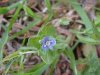 Germander Speedwell; Bird's-eye  Speedwell (Veronica chamaedrys)