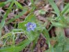 Germander Speedwell; Bird's-eye  Speedwell (Veronica chamaedrys)