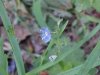 Germander Speedwell; Bird's-eye Speedwell (Veronica chamaedrys)