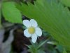 Common Strawberry (Fragaria virginiana)