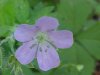 Wild Geranium; Crane's Bill (Geranium maculatum)