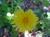 Common Dandelion (Taraxacum officinale)