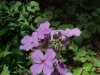 Dame's Rocket; Dame's Violet; Mother-of-the-Evening (Hesperis matronalis)
