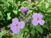 Dame's Rocket; Dame's Violet; Mother-of-the-Evening (Hesperis matronalis)