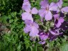 Dame's Rocket; Dame's Violet; Mother-of-the-Evening (Hesperis matronalis)