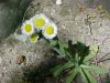Philadelphia Fleabane (Erigeron philadelphicus)