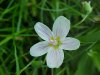 Spring Beauty (Claytonia virginica)