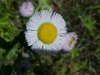 Philadelphia Fleabane (Erigeron philadelphicus)