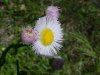 Philadelphia Fleabane (Erigeron philadelphicus)