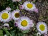 Philadelphia Fleabane (Erigeron philadelphicus)
