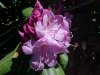 Mountain Rosebay; Catawba Rhododendron (Rhodododendron catawbiense)