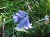 European Bluebells (Hycanthinoides non-scripta)