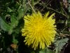 Common Dandelion (Taraxacum officinale)