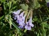 Ground Ivy; Gill-over-the-ground;  Creeping Charlie (Glechoma  hederacea)