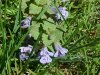 Ground Ivy; Gill-over-the-ground;  Creeping Charlie (Glechoma  hederacea)