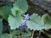 Ground Ivy; Gill-over-the-ground;  Creeping Charlie (Glechoma  hederacea)