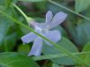 Periwinke; Myrtle (Vinca Minor)