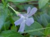 Periwinke; Myrtle (Vinca Minor)