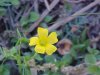 Yellow Wood Sorrel; Sour  Grass (Oxalis stricta)