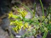 Common Wintercress (Babarea vulgaris)