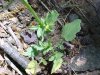 Common Wintercress (Babarea vulgaris)