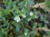 Mouse-ear Chickweed (Cerastium  fontanum)